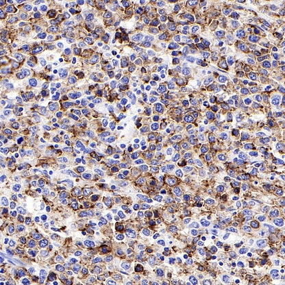 CD45RA Recombinant Mouse mAb (HI100)