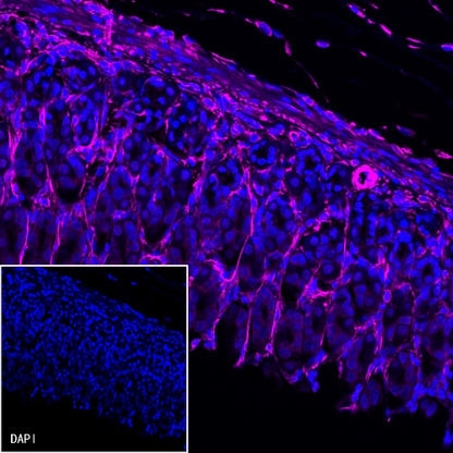 Vimentin Recombinant Rabbit mAb (Alexa Fluor® 647 Conjugate) (S-029-20)