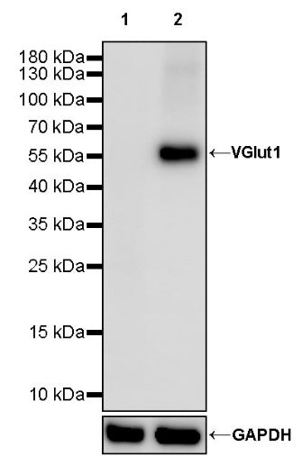 VGlut1 Recombinant Rabbit mAb (S-1587-19)