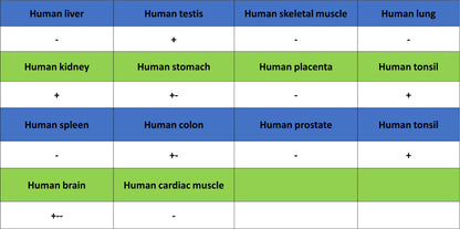 PAPSS1 Recombinant Rabbit mAb (S-3516-9)