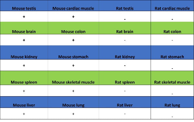 Peroxiredoxin 1/PAG Recombinant Rabbit mAb (S-1673-22)