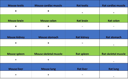 Peroxiredoxin 1/PAG Recombinant Rabbit mAb (S-1673-22)