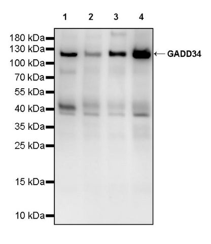 GADD34 Recombinant Rabbit mAb (S-2267-246)