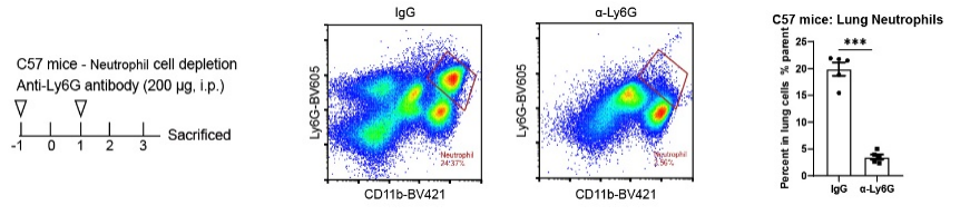 Invivo Anti-mouse Ly6G monoclonal Antibody