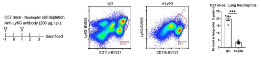 Invivo Anti-mouse Ly6G monoclonal Antibody