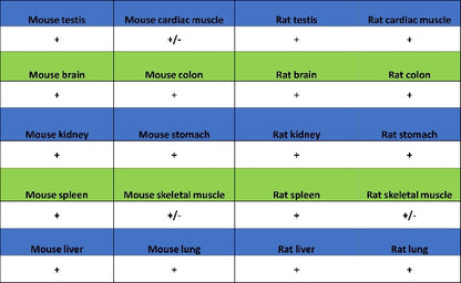 Clathrin heavy chain Recombinant Rabbit mAb (S-1690-25)