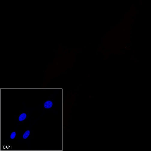 Alexa Fluor® 555 Rabbit IgG Isotype Control Antibody (S-R058)