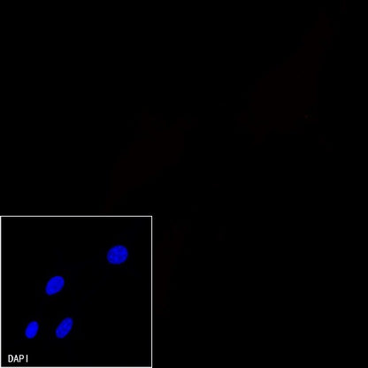 Alexa Fluor® 555 Rabbit IgG Isotype Control Antibody (S-R058)