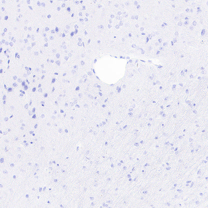 Myoglobin Recombinant Rabbit mAb (S-6197)