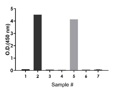 Rat IgE OneStep ELISA Kit