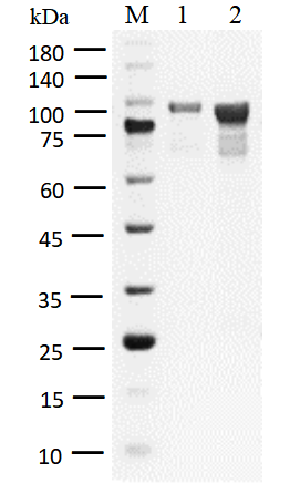 EGFR(d746-750/T790M/C797S) Protein,Human
