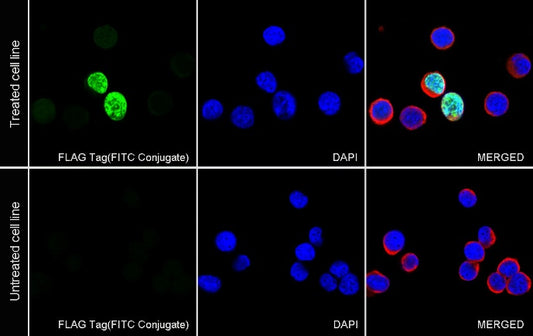 FLAG Tag Recombinant Rabbit mAb (FITC Conjugate) (S-589-8)