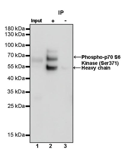 Phospho-p70 S6 Kinase (Ser371) Recombinant Rabbit mAb (S-1239-6)