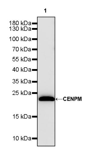 CENPM Recombinant Rabbit mAb (S-1870-36)