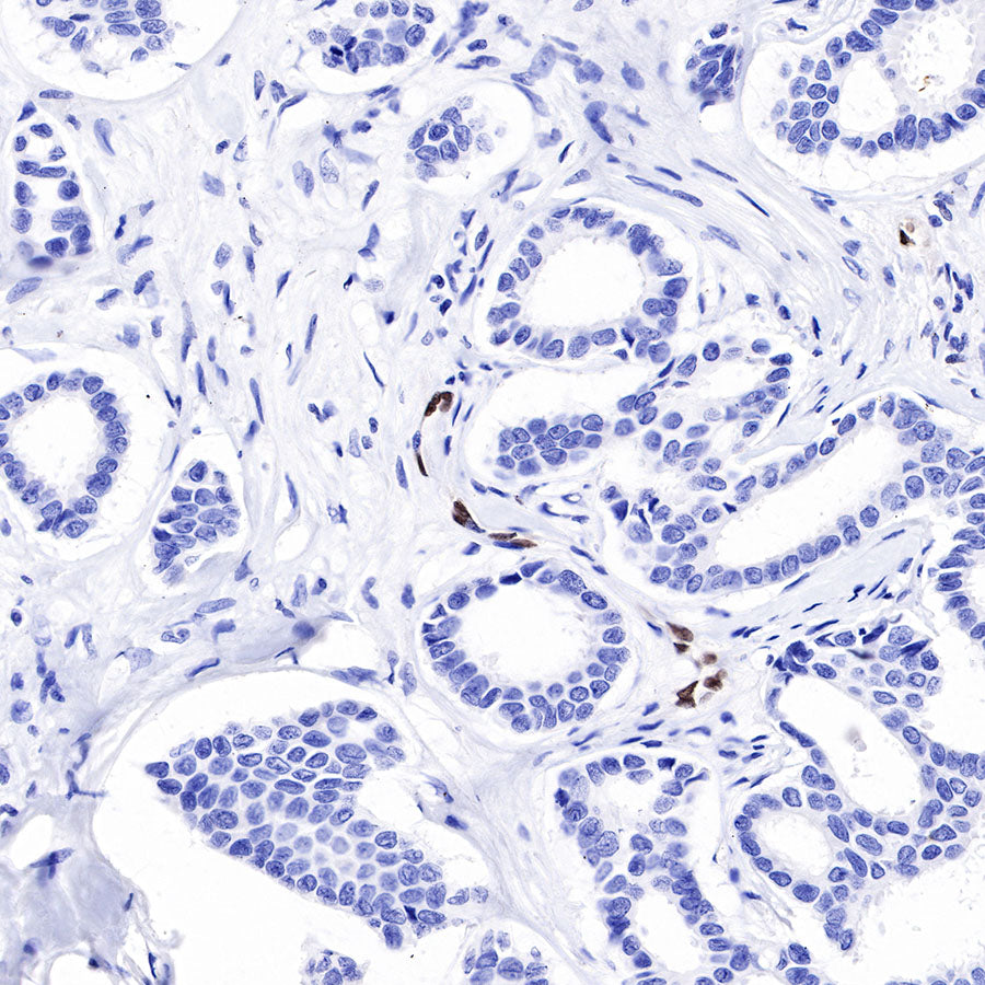 ERG Recombinant Rabbit mAb,PBS Only (SDT-190-65)