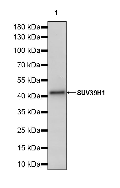 SUV39H1 Recombinant Rabbit mAb (S-3563-3)