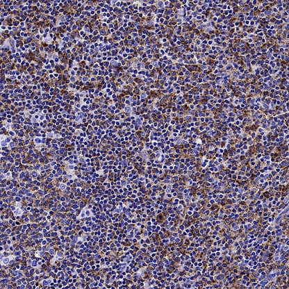 MX1 Rabbit Polyclonal Antibody