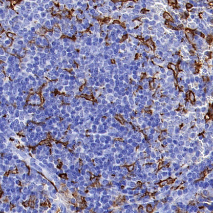 CSF-1R Recombinant Rabbit mAb (S-467-26)