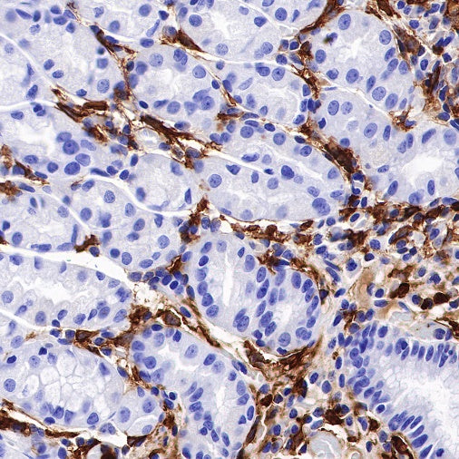 CD16 Recombinant Rabbit mAb (SDT-387-36)