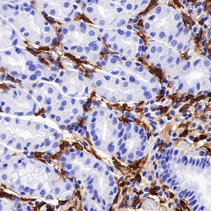 CD16 Recombinant Rabbit mAb (SDT-387-36)