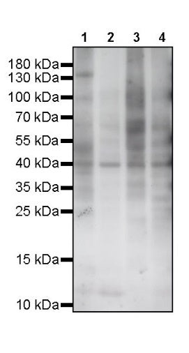S-RMabMix™ Sulfo-Serine/Threonine Rabbit mAb