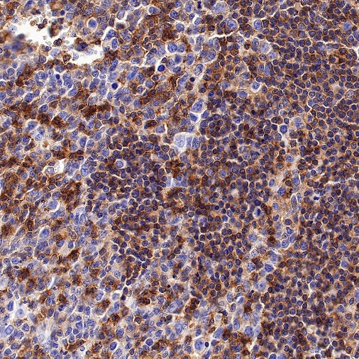 CD50 Rabbit Polyclonal Antibody