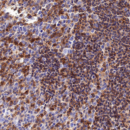 CD50 Rabbit Polyclonal Antibody