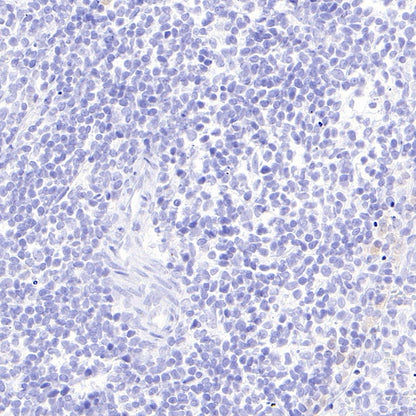 Mouse mAb IgG2b, κ Isotype Control (S-844-22)