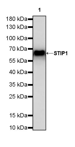 STIP1 Recombinant Rabbit mAb (S-680-39)