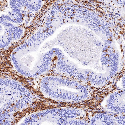 CD50 Rabbit Polyclonal Antibody