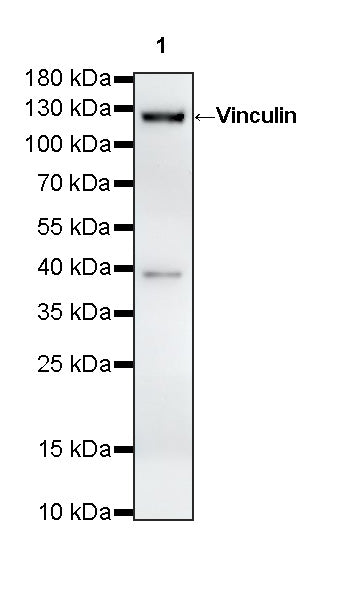 Vinculin Recombinant Rabbit mAb (S-5405)