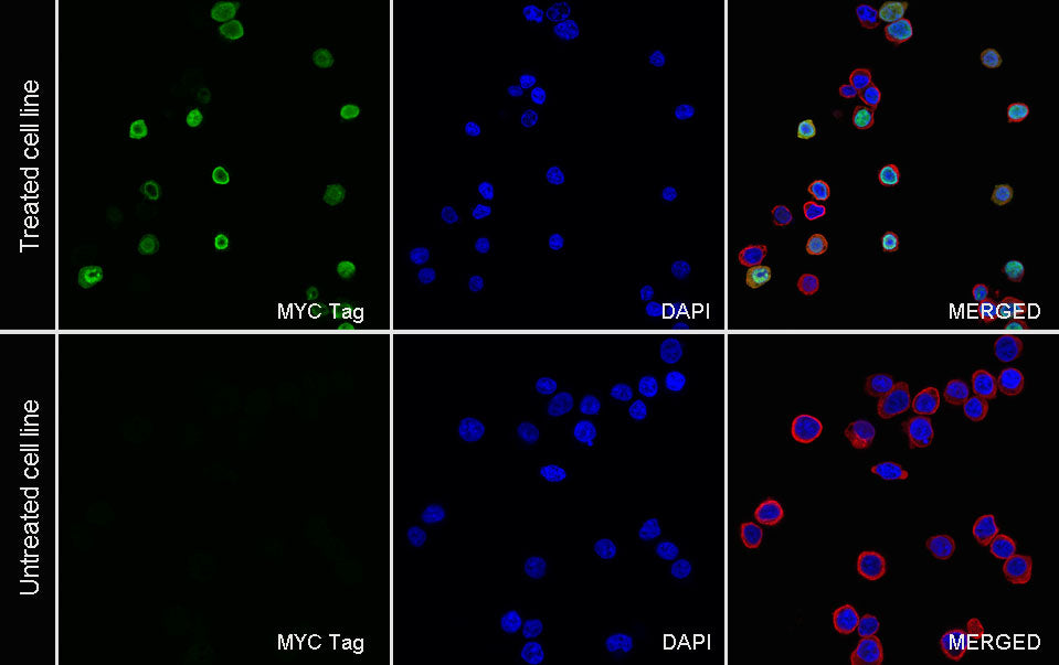 Myc tag Recombinant Mouse mAb (S-5300)