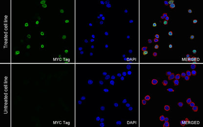 Myc tag Recombinant Mouse mAb (S-5300)