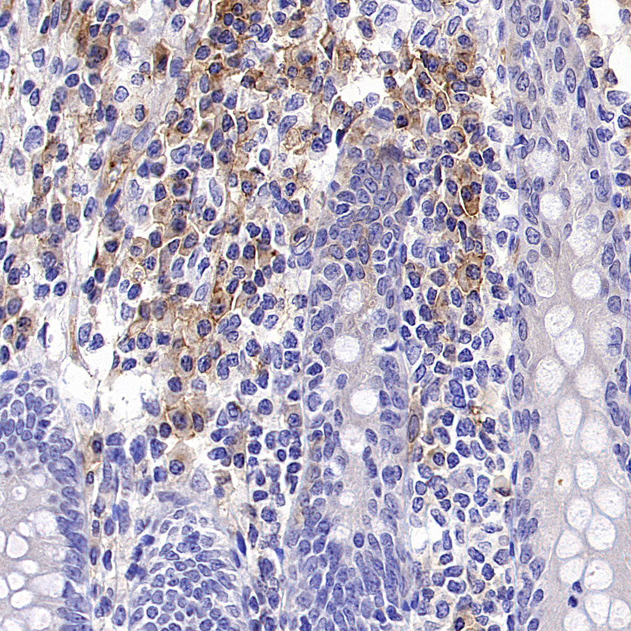 ICAM2/CD102 Rabbit Polyclonal Antibody