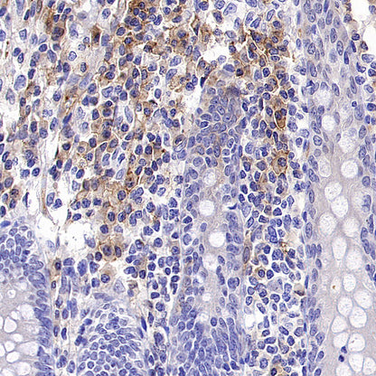 ICAM2/CD102 Rabbit Polyclonal Antibody