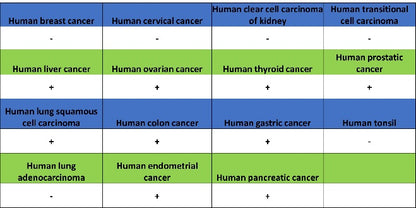 PSAP Recombinant Rabbit mAb (S-2399-11)