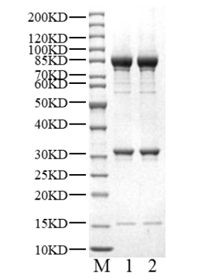 CDK19/Cyclin C/MED12 Protein