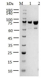 CaMK2α Protein