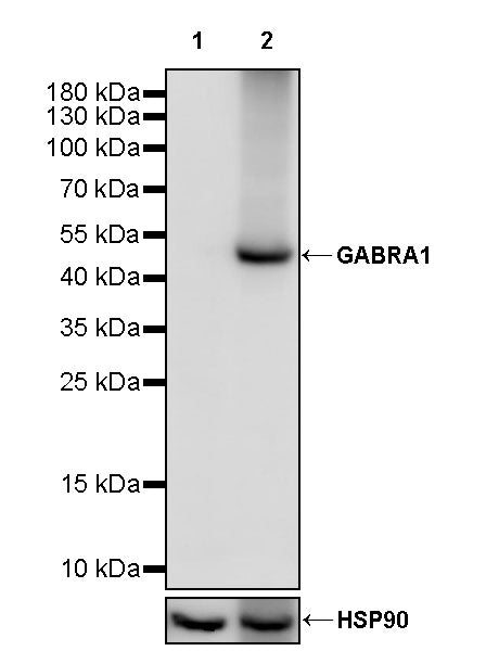 GABRA1 Recombinant Rabbit mAb (S-3254-10)