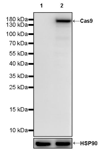 Cas9 Recombinant Mouse mAb (S-R500)