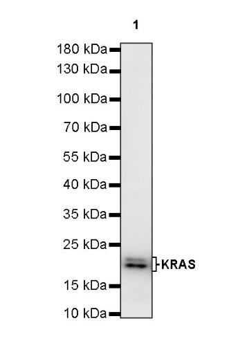 KRAS Recombinant Rabbit mAb (S-443-69)