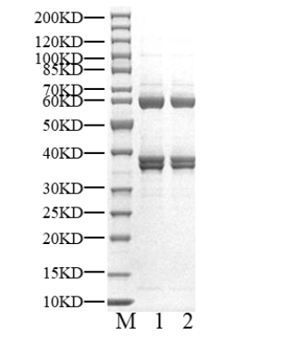 CDK7/Cyclin H/MAT1 Protein