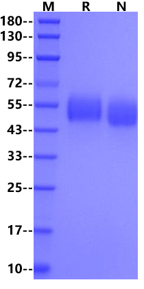SIRP alphaV2/CD172a His Tag Protein, Human