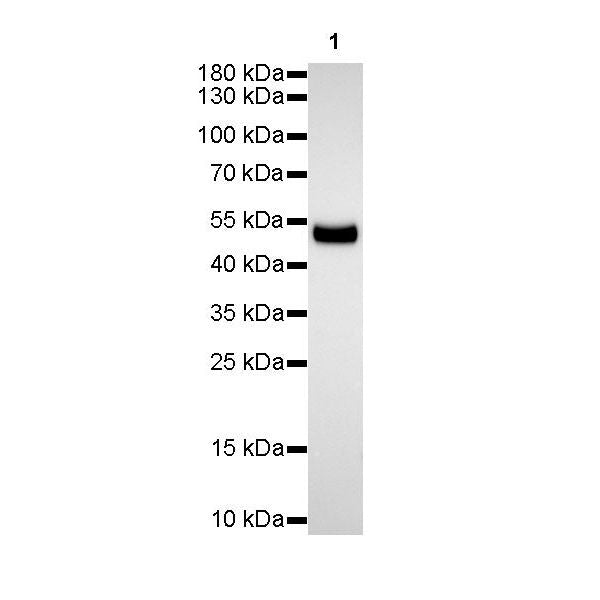 Product image media