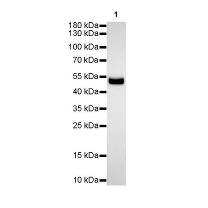 Product image media