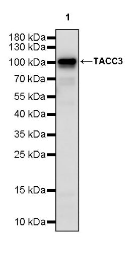 TACC3 Recombinant Rabbit mAb (S-3048-50)