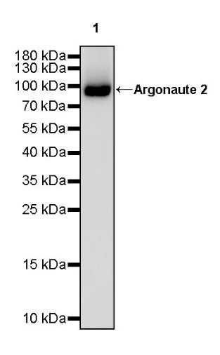 Argonaute 2 Recombinant Rabbit mAb (S-2620-13)