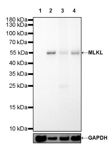 MLKL Recombinant Rat mAb (SDT-R195)