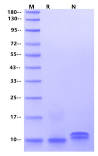 IL-8 (23-99) Protein, Human