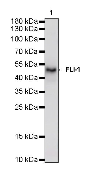 FLI-1 Rabbit Polyclonal Antibody